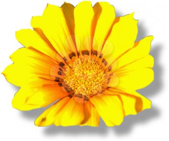 Royalty Free Photo of a Single Chrysanthemum