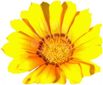 Royalty Free Photo of a Yellow Chrysanthemum