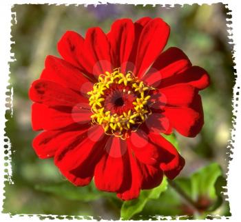 Royalty Free Photo of a Red Chrysanthemum