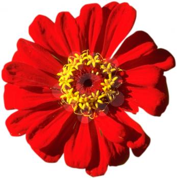 Royalty Free Photo of a Red Chysanthemum