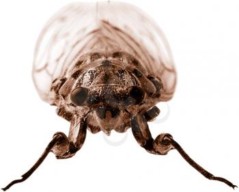 Royalty Free Photo of a Cicada Face On