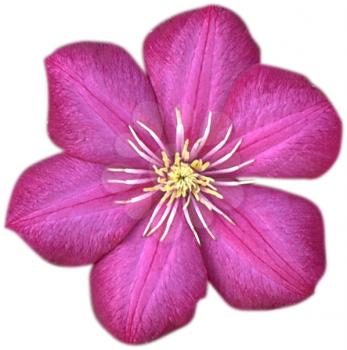 Royalty Free Photo of a Clematis Flower