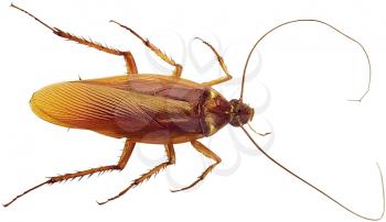 Royalty Free Photo of a Cockroach