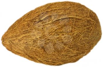 Royalty Free Photo of a Coconut