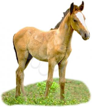 Royalty Free Photo of a Colt