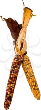Royalty Free Photo of Decorative Corn Cobs