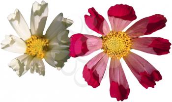 Royalty Free Photo of Two Cosmos Flower Head
