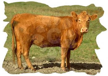 Royalty Free Photo of a Cow in the Pasture