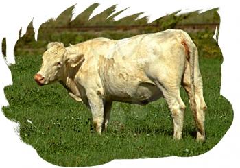 Royalty Free Photo of a Cow in a Pasture