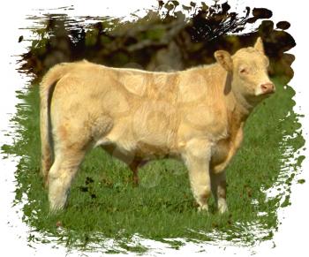 Royalty Free Photo of a White Bull Calf in the Pasture
