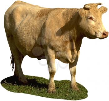 Royalty Free Photo of a White Adult Male Bull