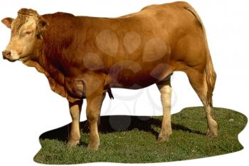 Royalty Free Photo of a Brown Cow