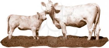 Royalty Free Photo of a Cow and Calf