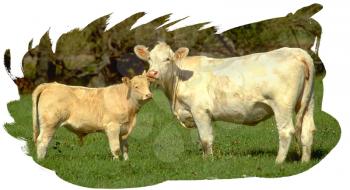 Royalty Free Photo of a Cow and Her Bull Calf