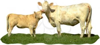 Royalty Free Photo of a Cow and Her Calf