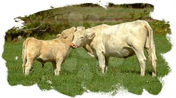 Royalty Free Photo of a Cow and Bull Calf