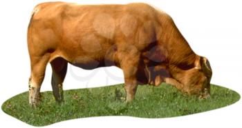 Royalty Free Photo of a Jersey Cow