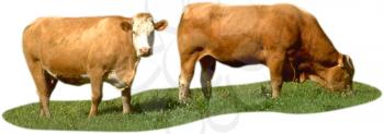 Royalty Free Photo of a Cows in a Pasture
