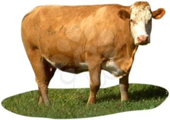 Royalty Free Photo of a Jersey Cow