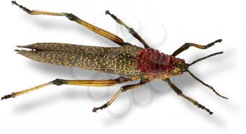 Royalty Free Photo of a Cricket
