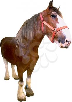 Horse Photo Object