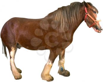 Horse Photo Object