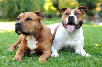 Two American Staffordshire terriers lying on the grass.