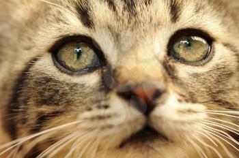 Closeup shot of cute small kitten face.