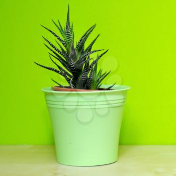Aloe Vera in green plastic flowerpot.