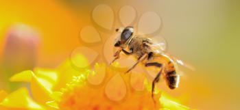 Macro shot of honey bee on the flower during sunset backlight.
