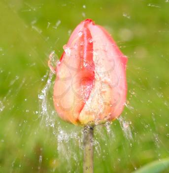 Splash water on the red tulip.