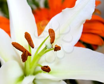 Closeup shoot of white orchid with orange gerbera.