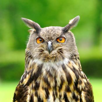 Head portrait of Eagle Owl (Bubo Bubo).