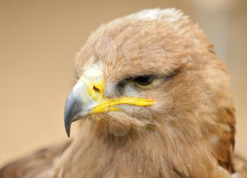 Head portrait oh Golden Eagle.