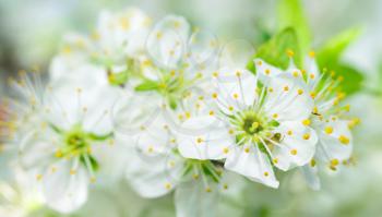 Closeup shot of white cherry blossom at spring time.