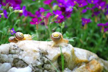 Macro shoot of small snails on the rock.