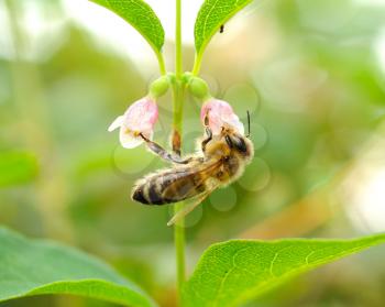 Macro shot of honeybee on the flower.