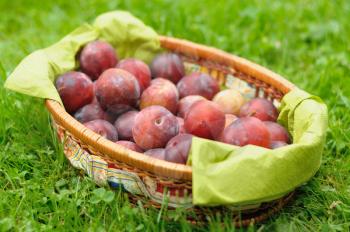 Greengage plums in trug after picking.