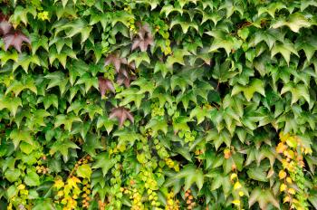 Closeup background image of green live fence creeper.