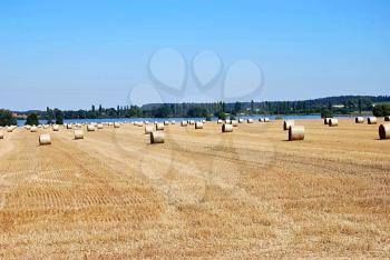 Big field with many straw rolls.