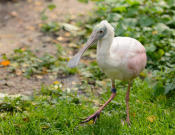 Bird (Roseate Spoonbill) in the coop jailed in the ZOO.