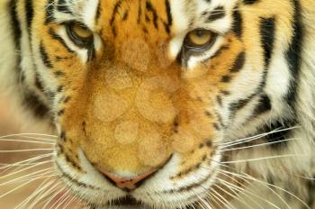Closeup head portrait of Siberian Tiger