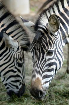 Head portrait of two Zebras during their feeding.
