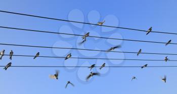 Group of swallows sitting on the power line with blue sky behind.