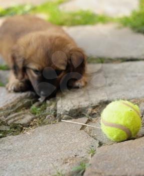 Small brown puppy, old only few weeks is playing with ball. 