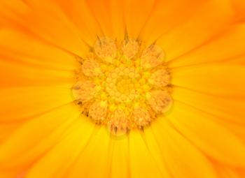 Macro shot of yellow-orange Gerbera flower.