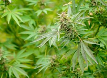 Closeup shot of the green Cannabis plant. 