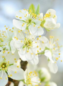 Closeup shoot of white cherry blossom at spring time.