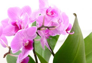 Macro shot of pink Orchid (Phalaenopsis) on the white background.