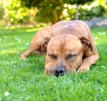 Portrait of sleep brown American Staffordshire bull terrier in garden. 
